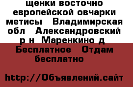 щенки восточно-европейской овчарки метисы - Владимирская обл., Александровский р-н, Маренкино д. Бесплатное » Отдам бесплатно   